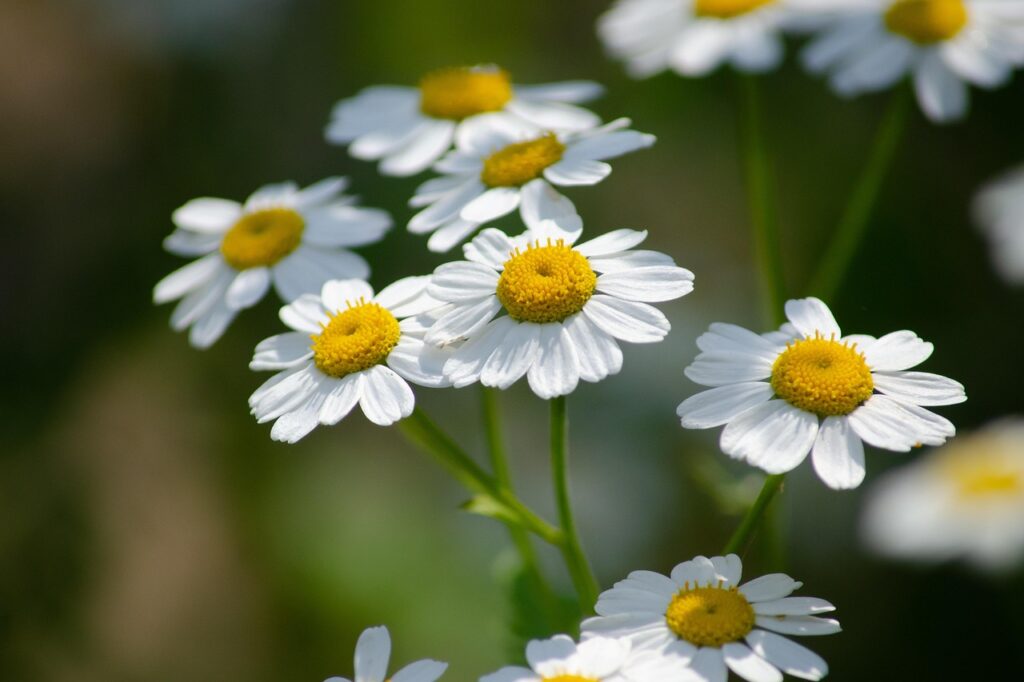 Chamomile botanical ingredient for radiant, natural skin care