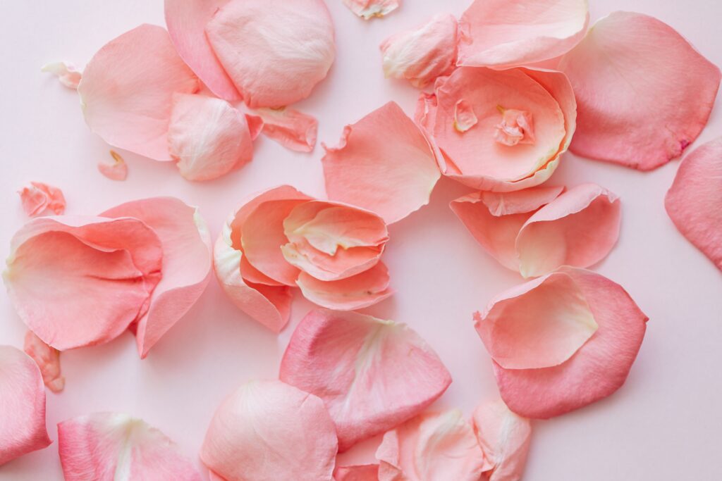 Summer skin care, pink rose petals
